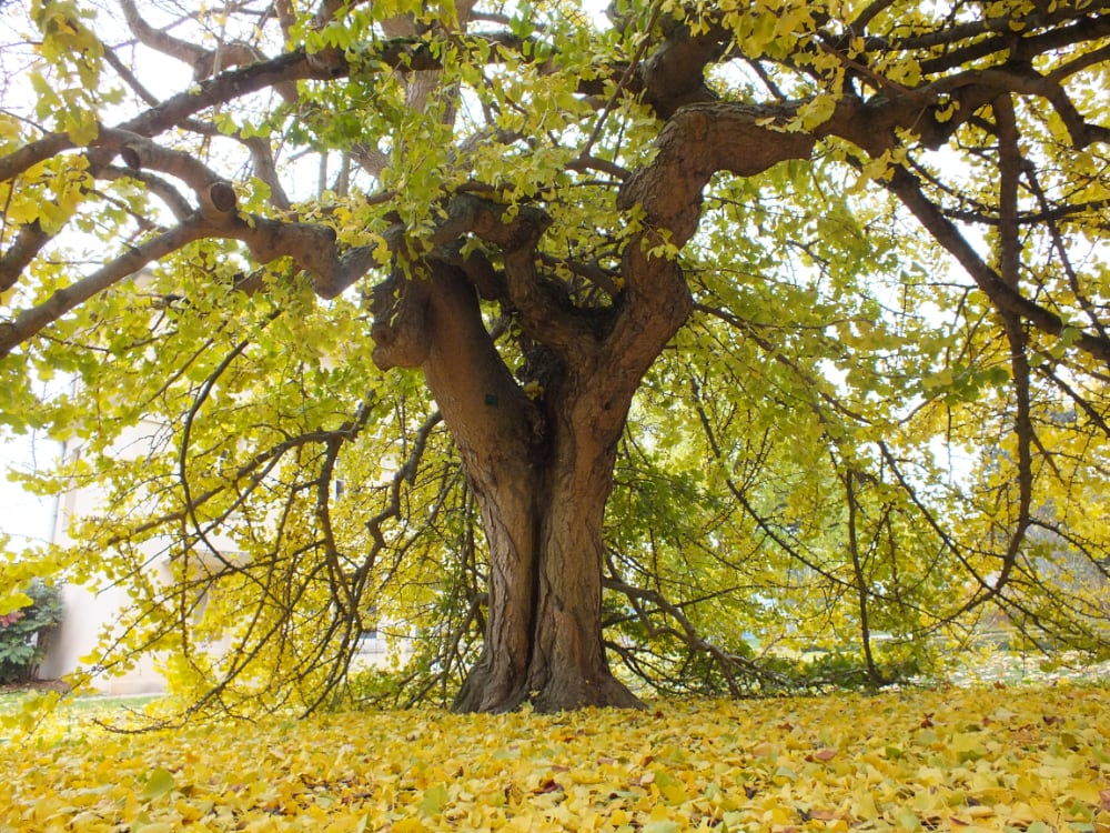 Ginkgo Parc